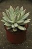 Pachyveria glauca - 16 lei