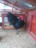 vand cocos australorp 2014