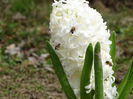 14.02.2015 zambiluta plantata acum