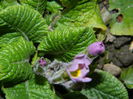 DSCN0650