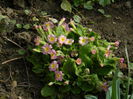 DSCN0727