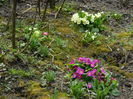 DSCN0729