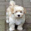 bichon-frise_73