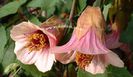 ABUTILON%20HUNTINGTON%20PINK%20copie