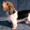 basset-griffon-vendeen_139