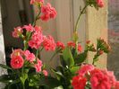 Kalanchoe