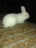 mas neoo pt ionut