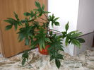 200 Philodendron laciniatum
