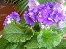 primula obconica