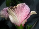 SAM_3321