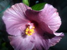SAM_3287