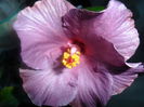 SAM_3285