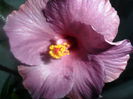 SAM_3295