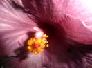 SAM_3296