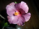 SAM_3311