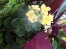 kalanchoe