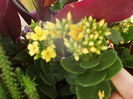 kalanchoe