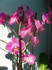 orhidee phalaenopsis