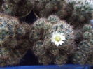 floare mammillaria prolifera texana