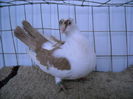 Picture 035