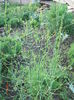 asparagus