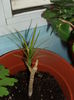dracena