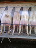 Stanga Aisha, la a patra fatare, restul sunt caprite la prima fatare la cca 3 saptamani de la fatare