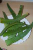 Frunze Aloe ptr.macerat.,
