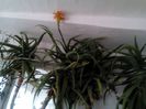 Aloe cu floare