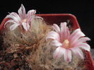 Mammillaria aureilanata