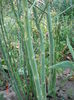 asparagus2