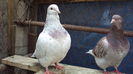 DSC06704