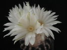 Discocactus horstii