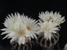Discocactus horstii