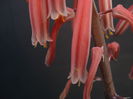 Aloe variegata,