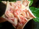 SAM_3326