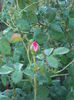 trandafiri de dulceata boboci