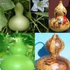 Dovleac decorativ Bottle Gourd...
