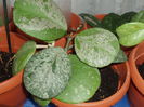 hoya