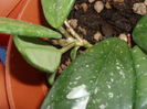 hoya