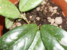 hoya