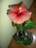 floare de iarna