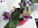 Seren2(20-03-2015)
