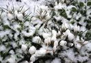 crocusul alb nici nu se mai vede ..