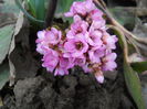 bergenia