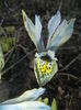 Iris Katharine Hodgkin (2015, March 04)