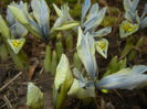 Iris Katharine Hodgkin (2015, March 05)