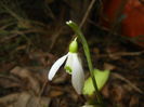 Snowdrop (2015, February 20)