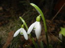 Snowdrops (2015, February 20)