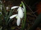 Snowdrops (2015, February 26)